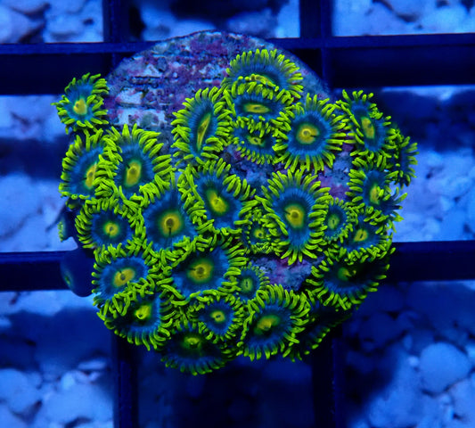 Aus Ice Blue Zoanthid WYSIWYG