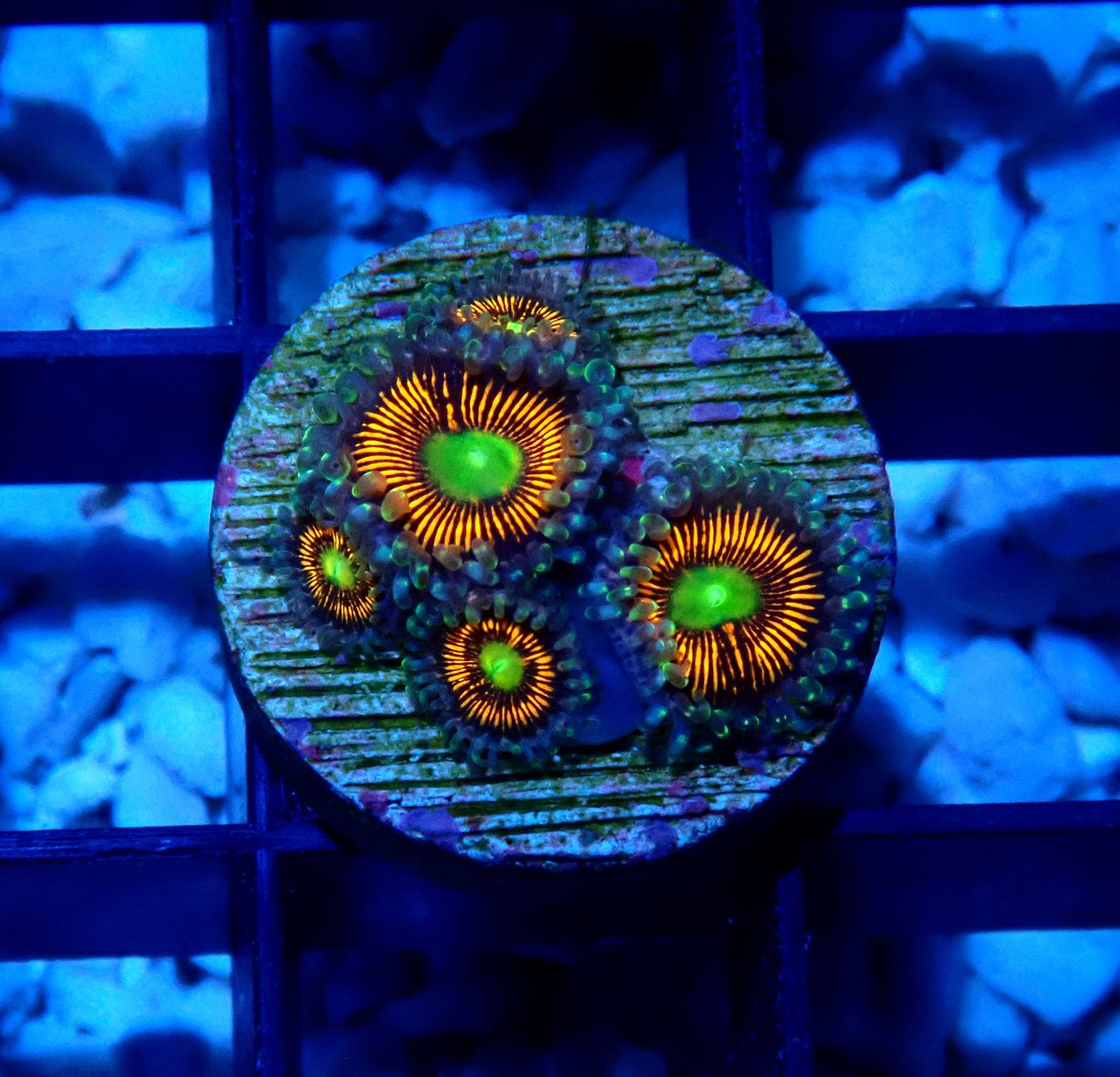 Gobstopper Zoanthid WYSIWYG