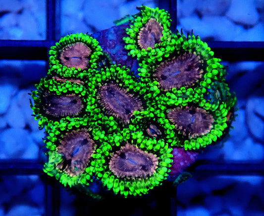 Purple Monster Zoanthid WYSIWYG