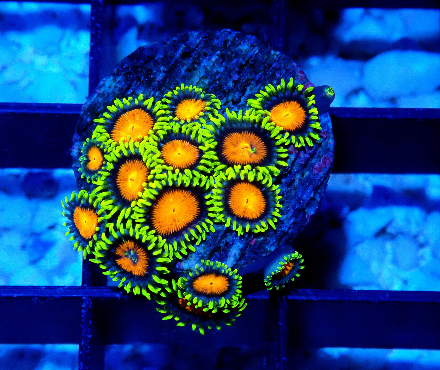 Spongebob Zoanthid WYSIWYG