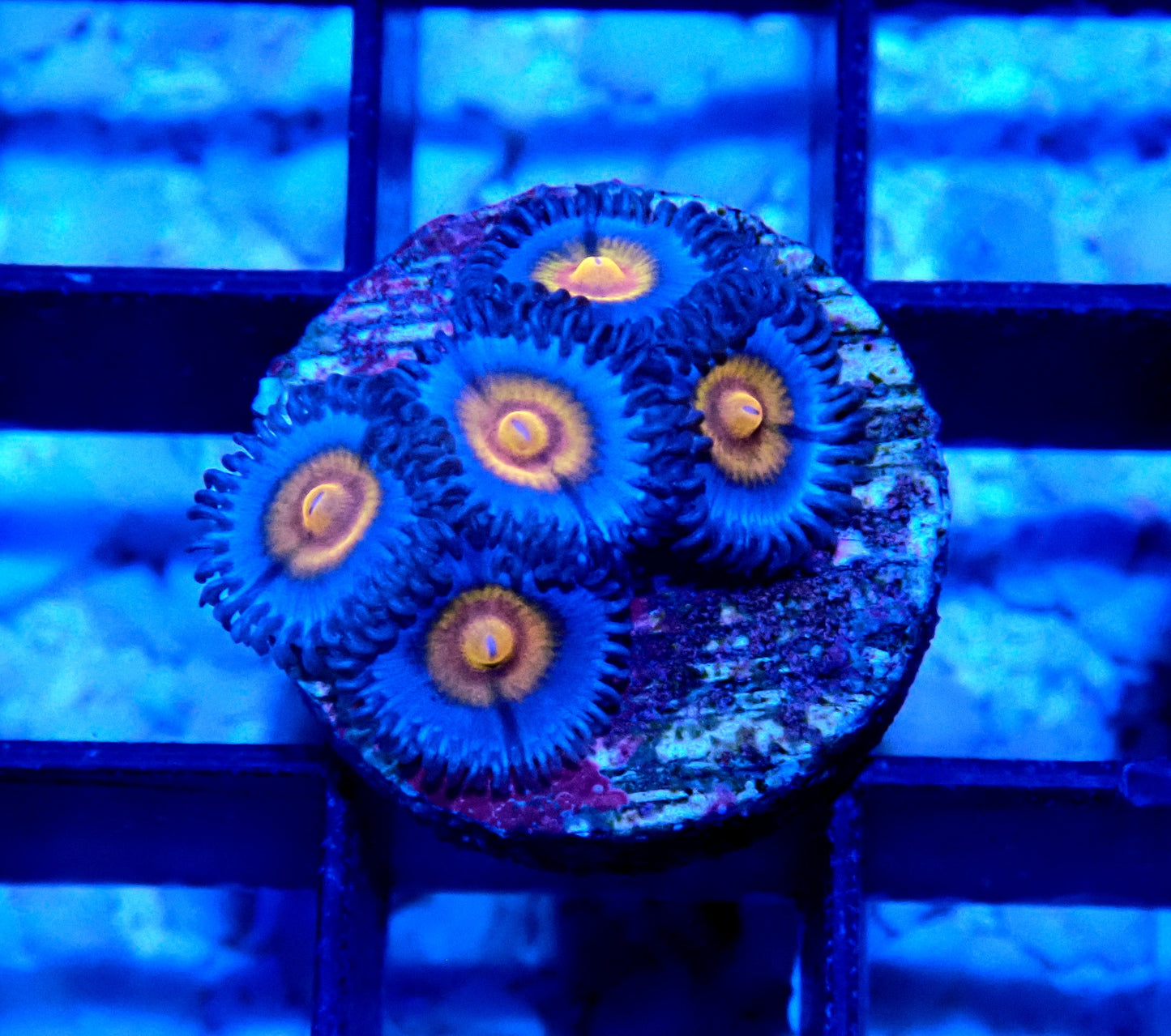 Miami Vice Zoanthid WYSIWYG