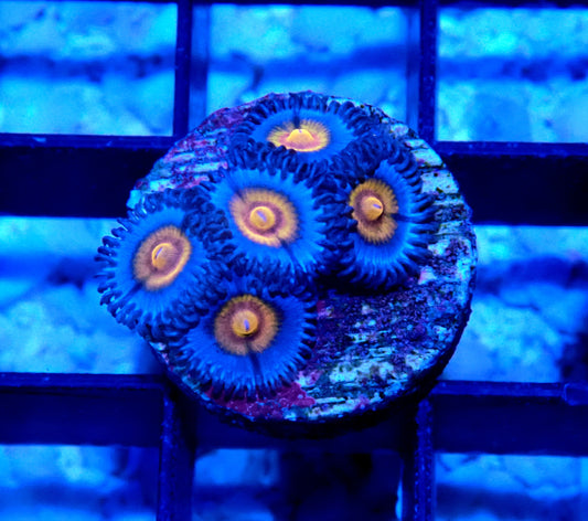 Miami Vice Zoanthid WYSIWYG