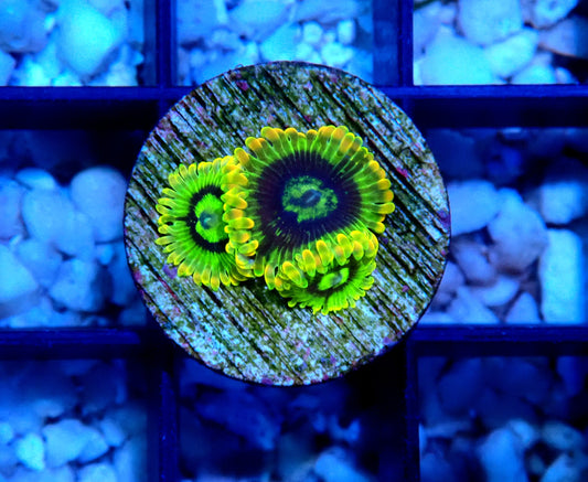 Rainbow Yoda Zoanthid WYSIWYG