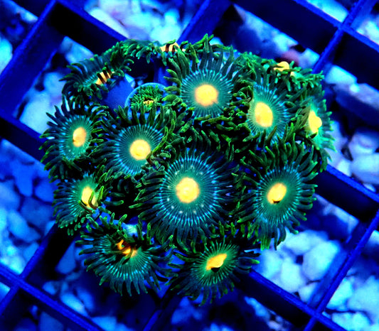 Green Bay Packer Zoanthid WYSIWYG