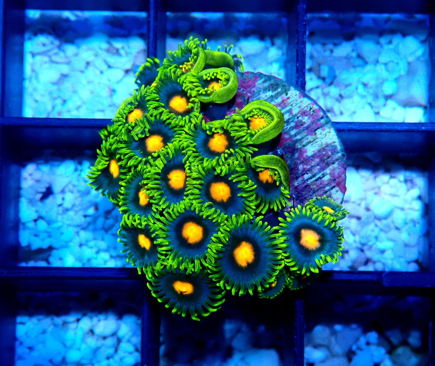 Blow pop Zoanthid WYSIWYG