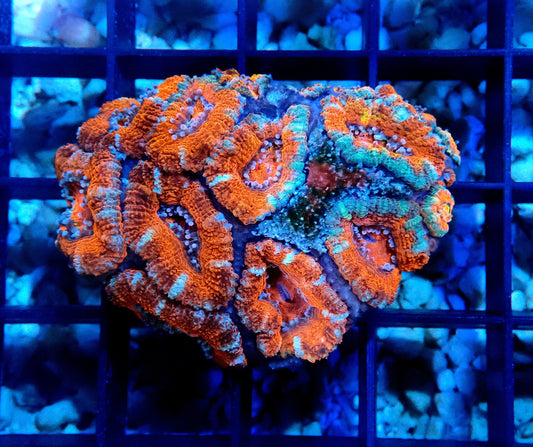 Acan (Micromussa) WYSIWYG