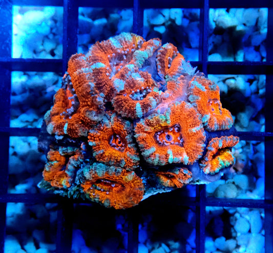 Acan (Micromussa) WYSIWYG