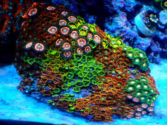 Zoa garden