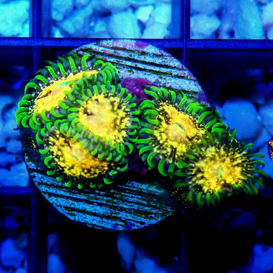 Texas Grim Reaper Zoanthid WYSIWYG