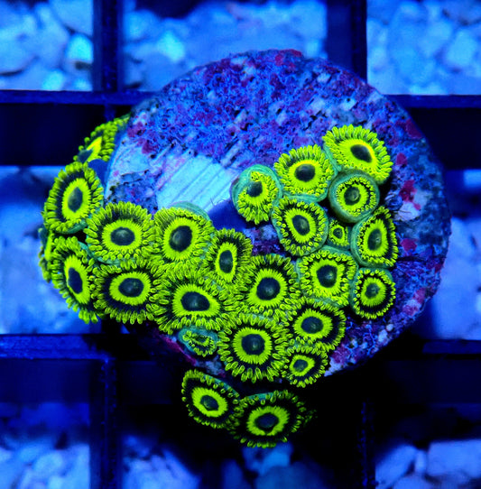 La Lakers Zoanthid WYSIWYG