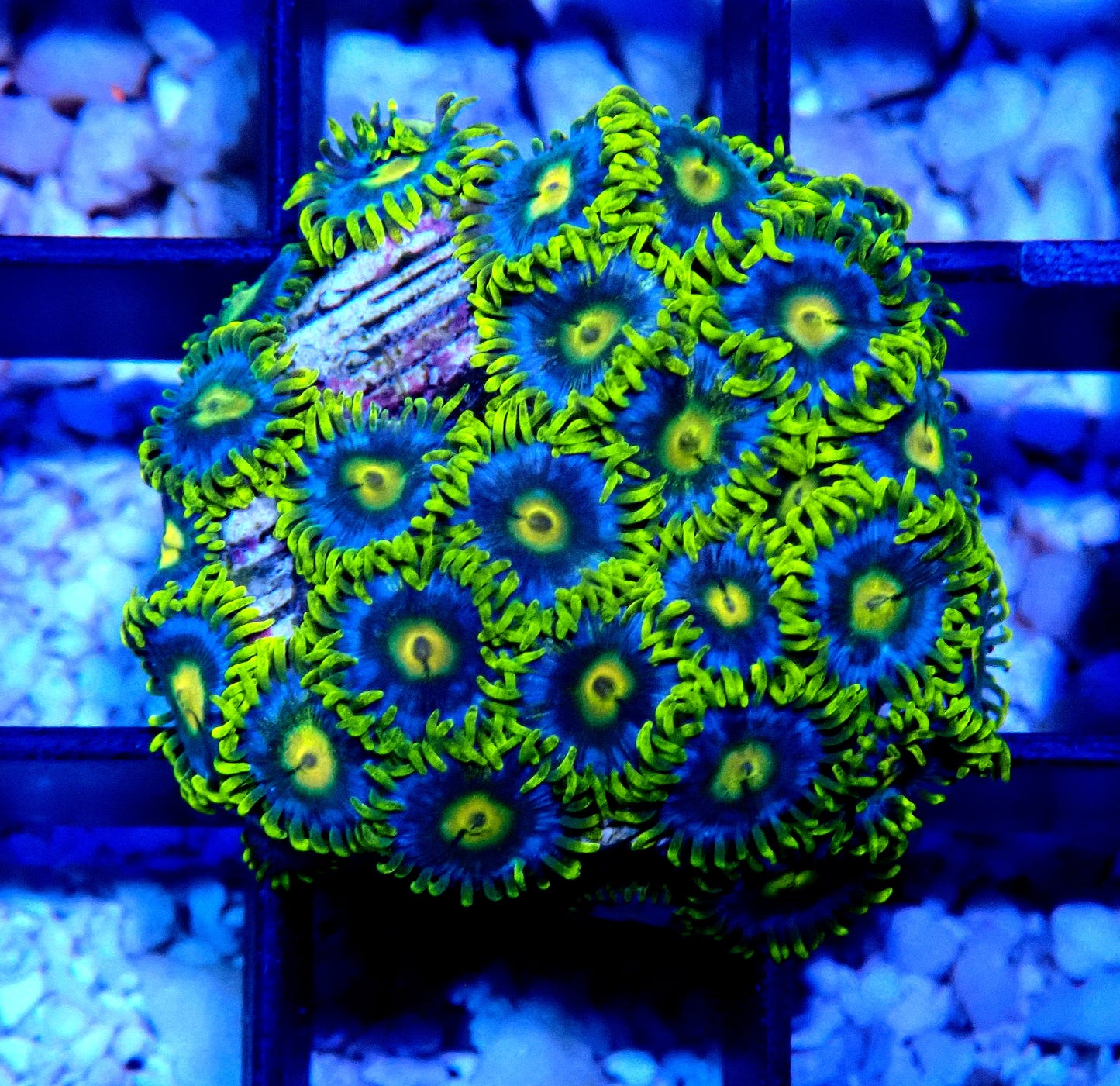 Aus Ice Blue Zoanthid WYSIWYG