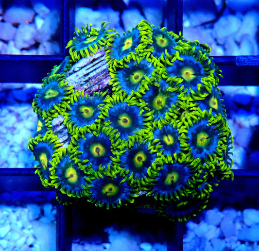 Aus Ice Blue Zoanthid WYSIWYG