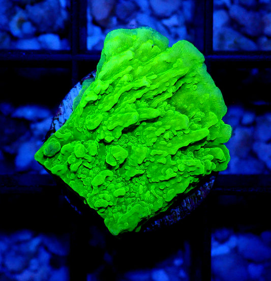 Green scrolling Montipora