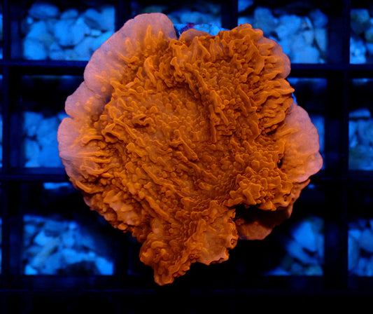 Red Montipora Cap