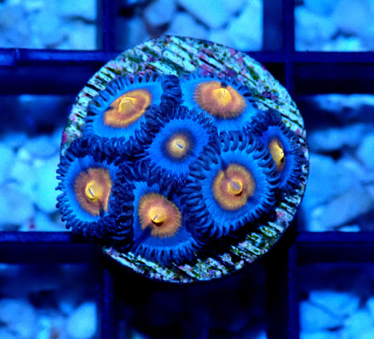 Miami Vice Zoanthid WYSIWYG