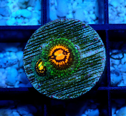 Rainbow Incinerator Zoanthid WYSIWYG