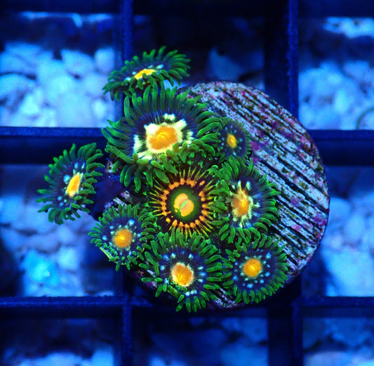 Pin Wheel/Rainbow Incinerator Zoanthid WYSIWYG