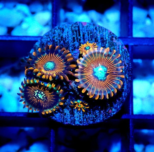 Magician Zoanthid WYSIWYG