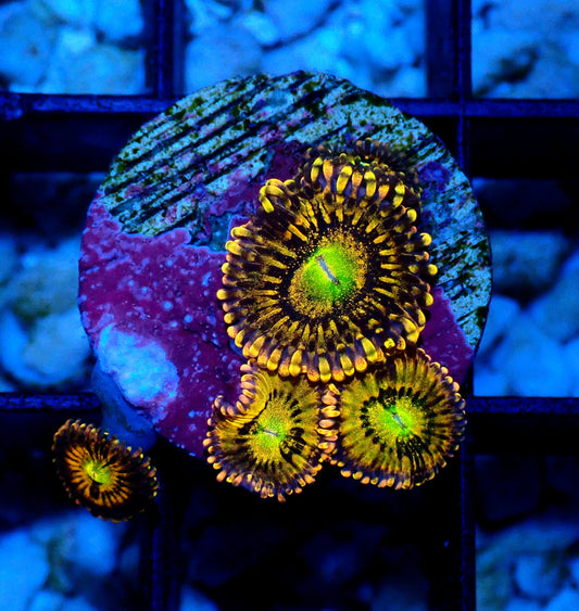 Alien Anti-Venom Zoanthid WYSIWYG