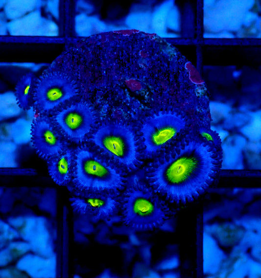 AOI Zoanthid WYSIWYG