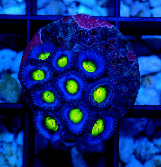 AOI Zoanthid WYSIWYG