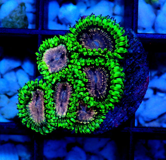 Purple Monster Zoanthid WYSIWYG