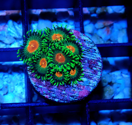 Radioactive Campfire Zoanthid WYSIWYG