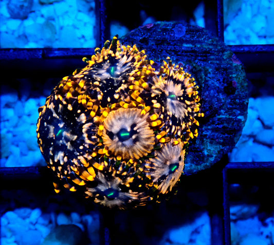 Utter Chaos Zoanthid WYSIWYG