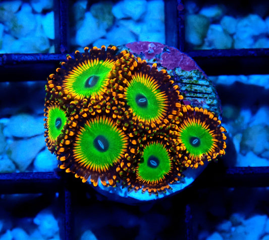 Candy Apple Orange Zoanthid WYSIWYG