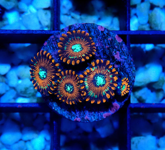 Magician Zoanthid WYSIWYG