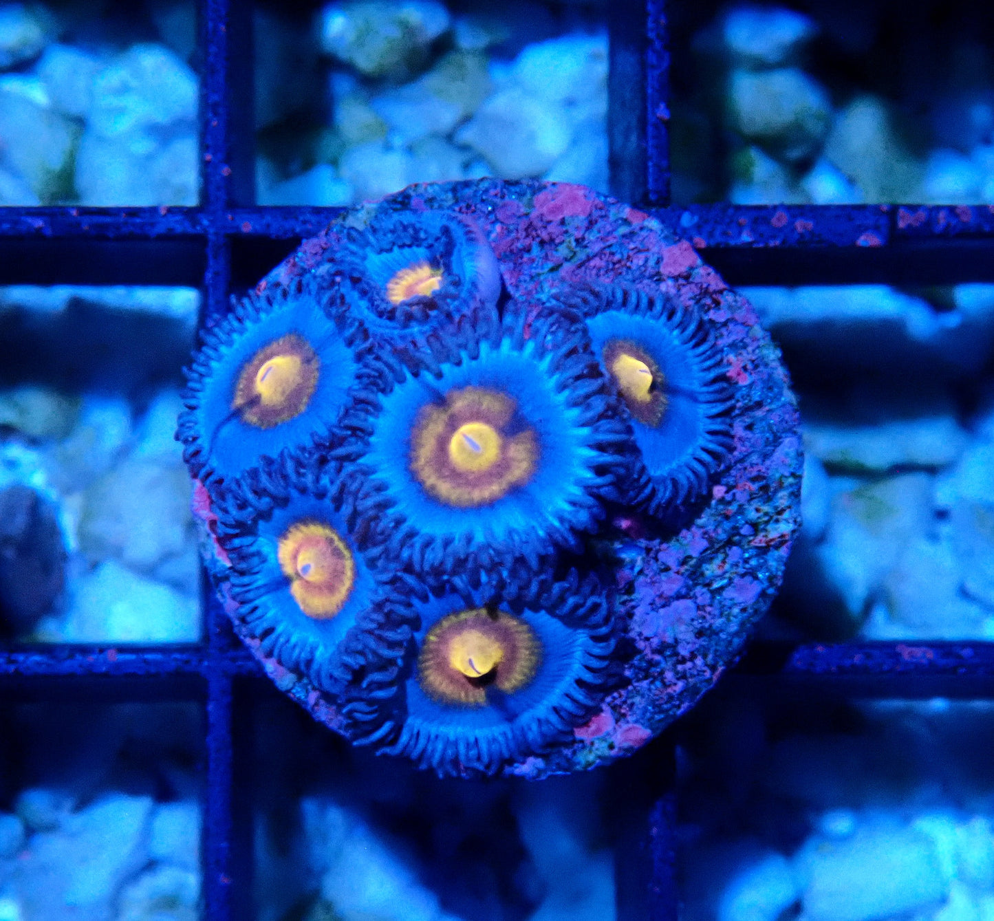 Miami Vice Zoanthid WYSIWYG