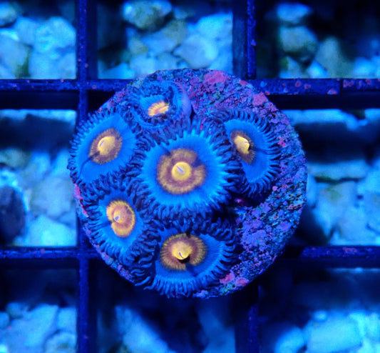 Miami Vice Zoanthid WYSIWYG