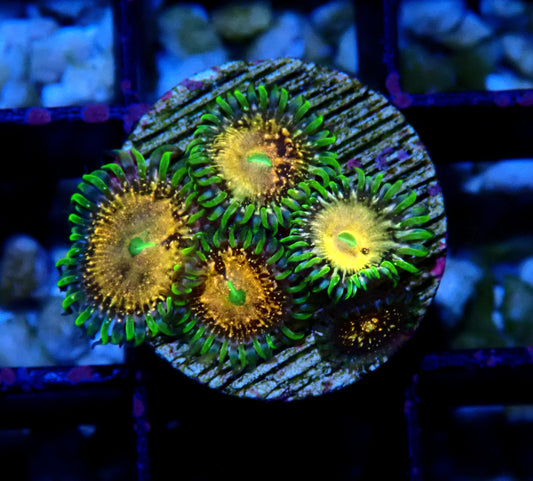 Texas Grim Reaper Zoanthid WYSIWYG