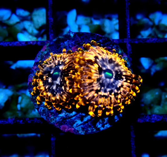 Utter Chaos Zoanthid WYSIWYG