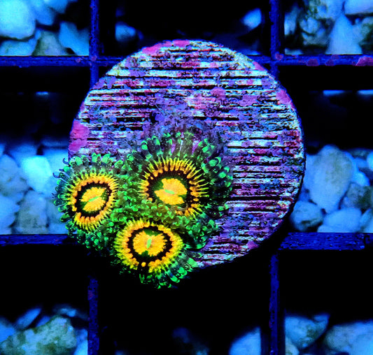 Rainbow Incinerator Zoanthid WYSIWYG