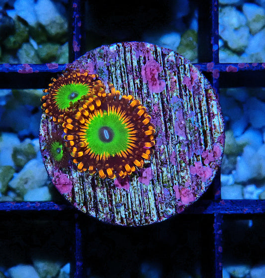 Candy Apple Orange Zoanthid WYSIWYG