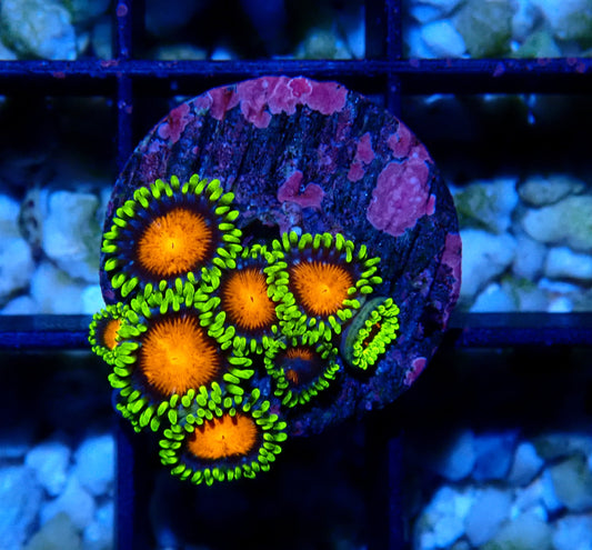 Spongebob Zoanthid WYSIWYG