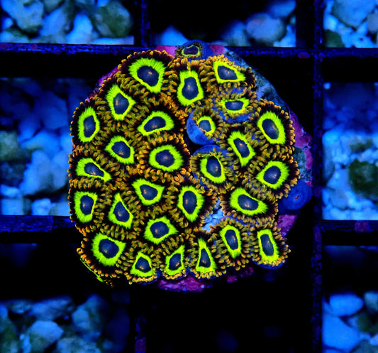 Fruit Loops Zoanthid WYSIWYG