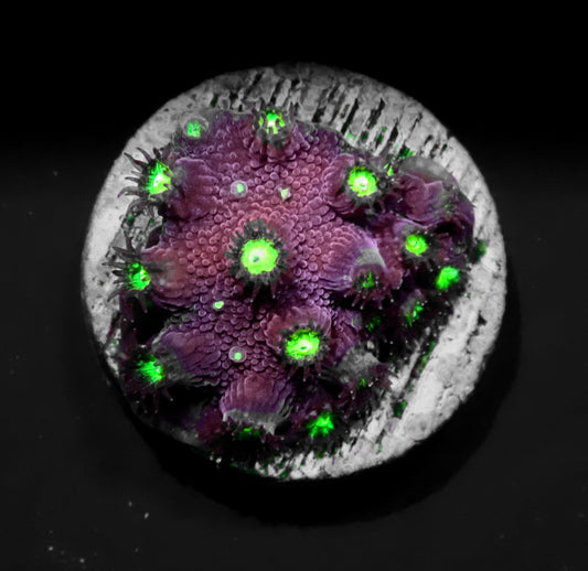 Alien Eye Cyphastrea