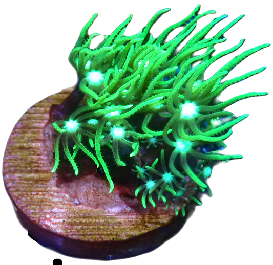 Green Star Polyps $10 frag