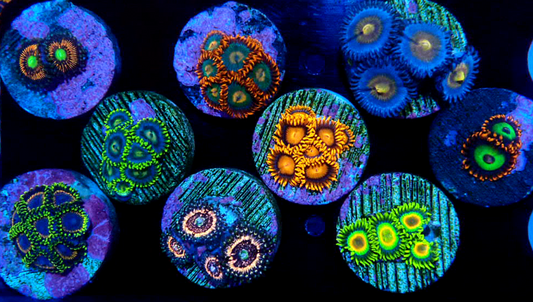 Zoanthid pack 3