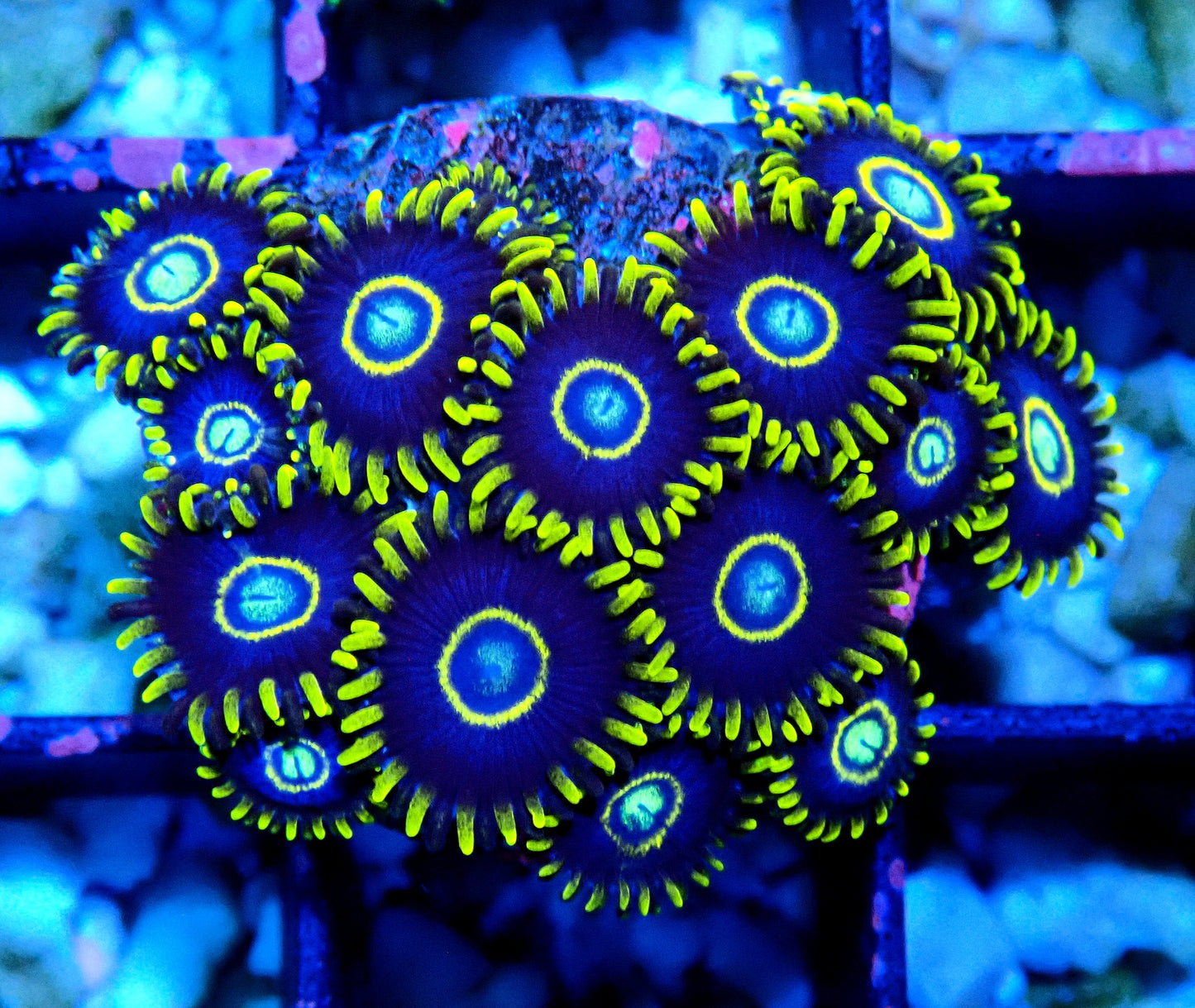 Blue Hornet Zoanthid WYSIWYG