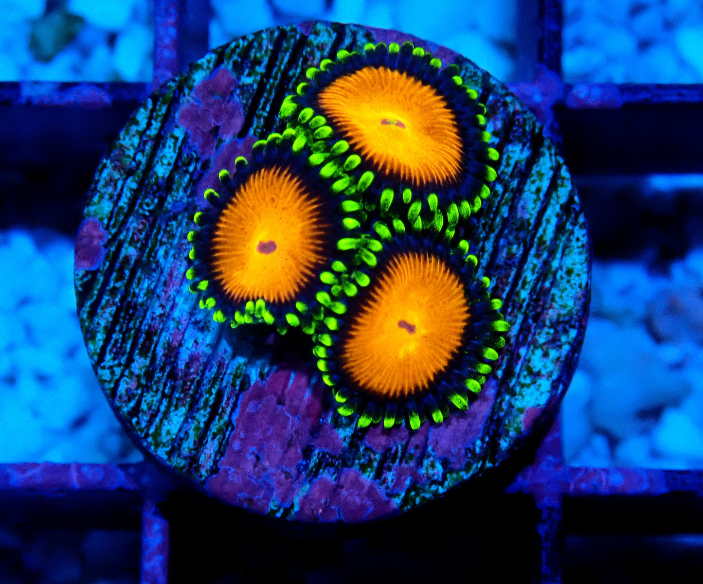 Spongebob Zoanthid WYSIWYG