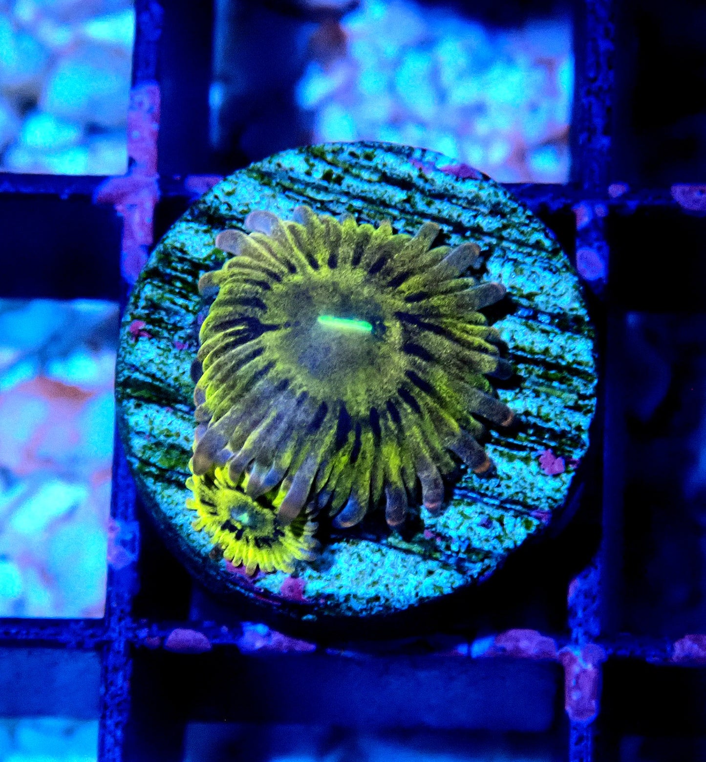 Chiquita Zoanthid WYSIWYG