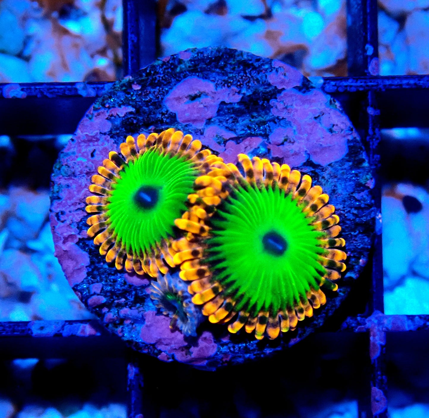 Electric Oompa Loompa Zoanthid WYSIWYG