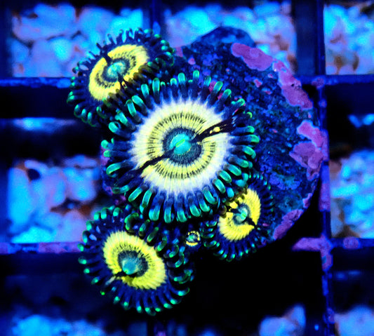 Petroglyph Zoanthid WYSIWYG