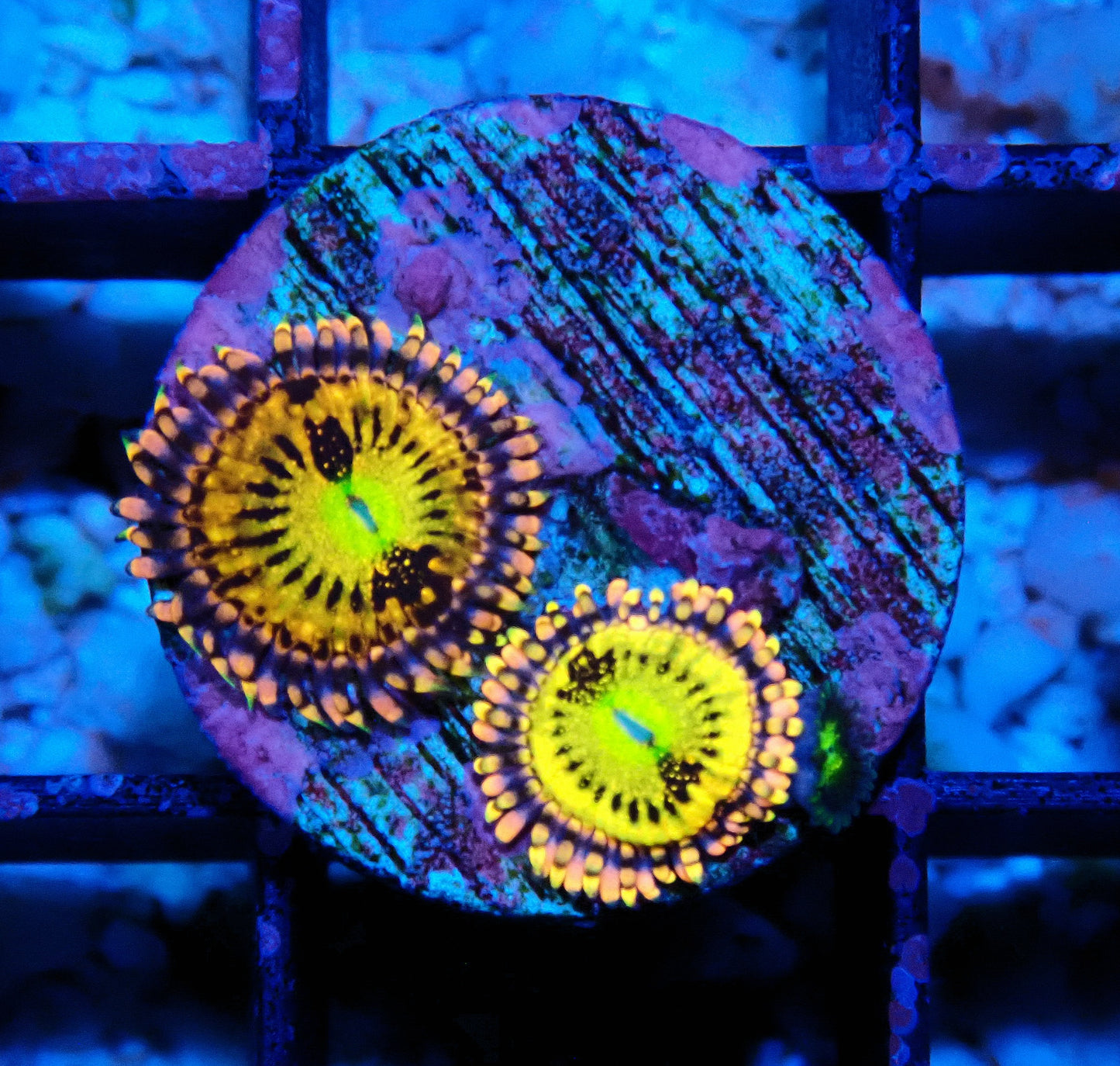 Alien Anti-Venom Zoanthid WYSIWYG