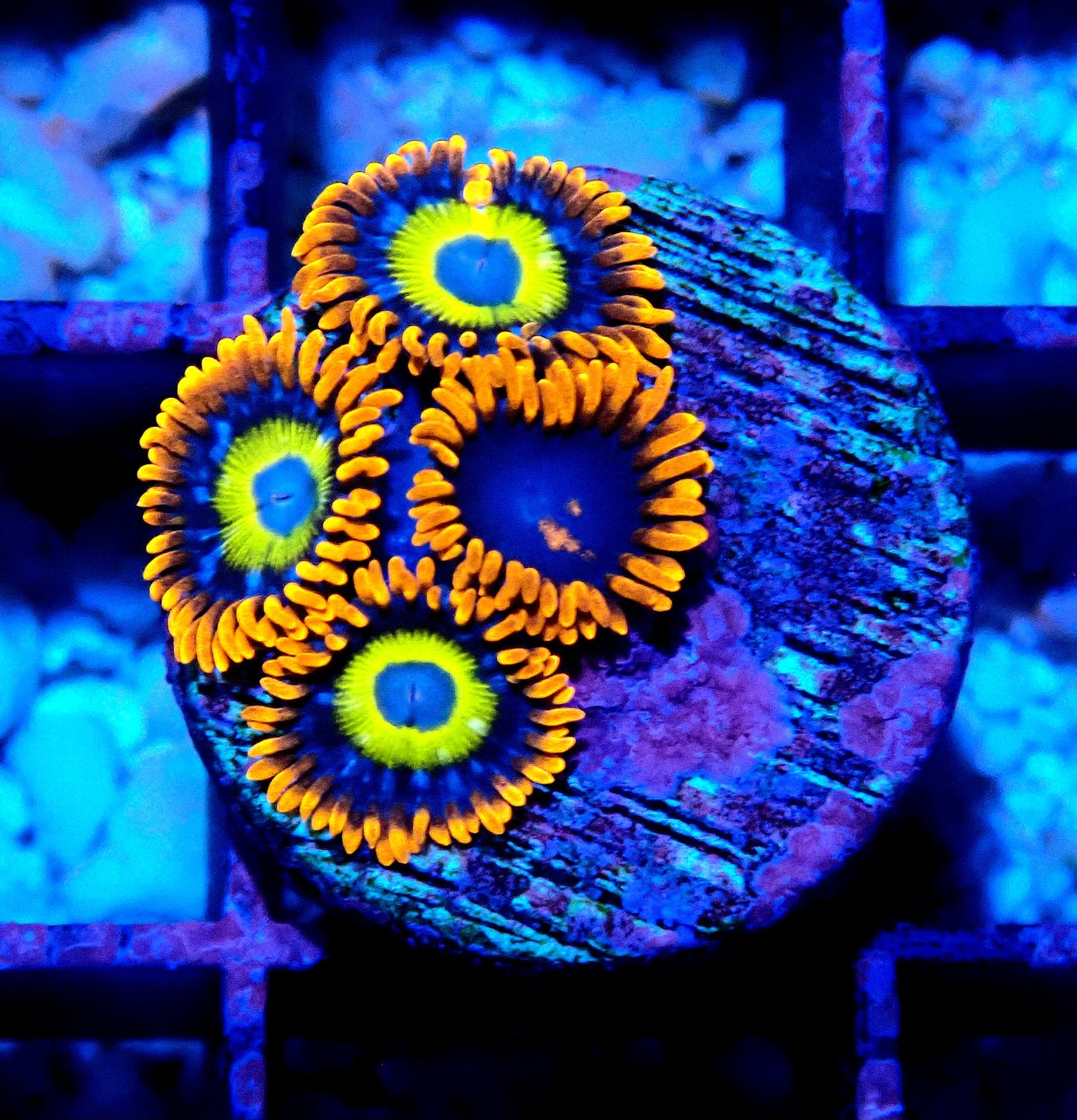 BBEB Zoanthid WYSIWYG