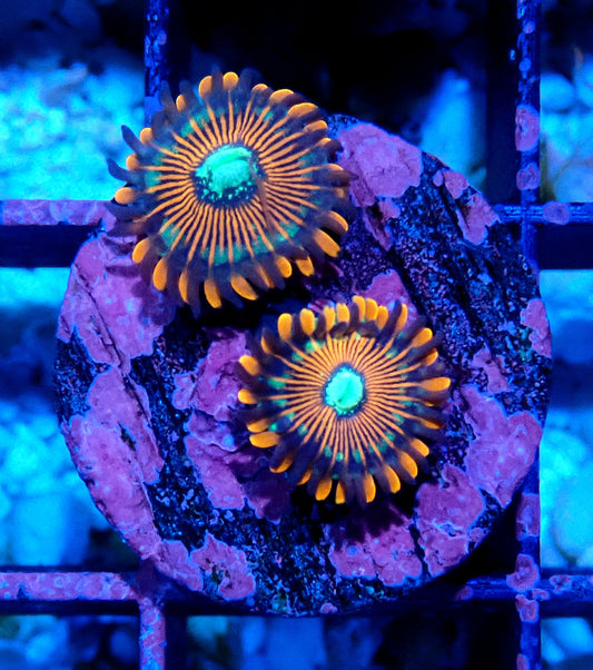 Magician Zoanthid WYSIWYG