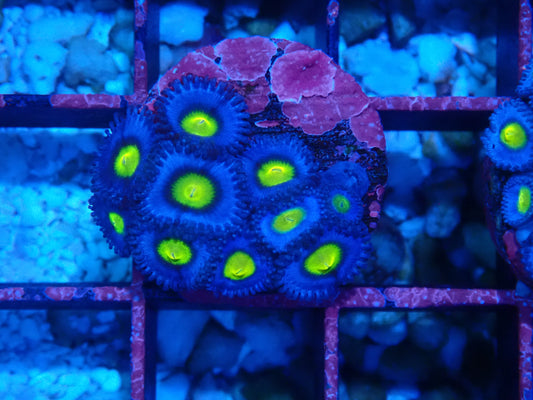 AOI Zoanthid WYSIWYG